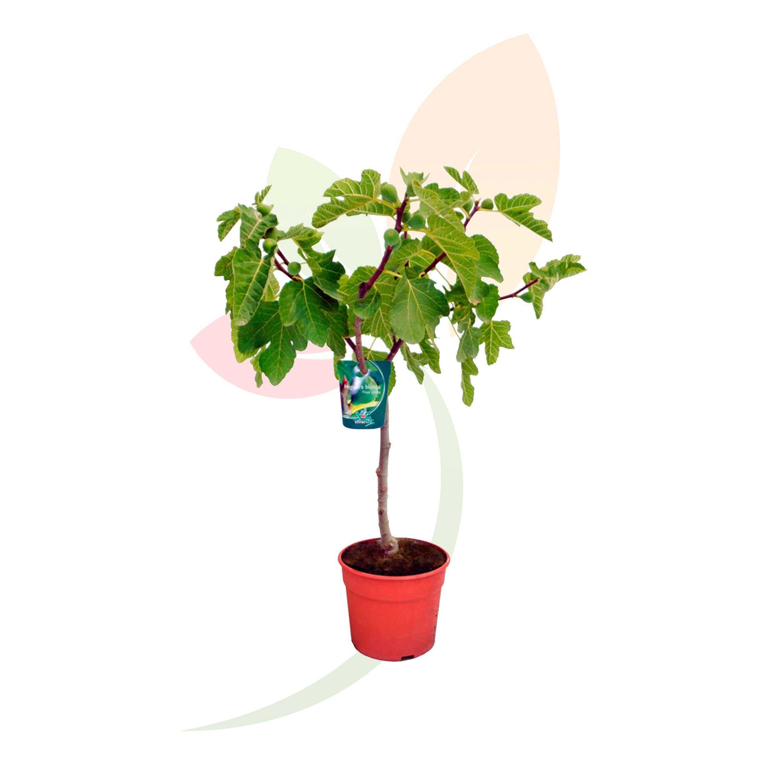 Ficus Carica (Feigenbaum) "Brown Turkey": 60/80 S / 20 / 4