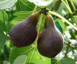 Ficus Carica (Feigenbaum) "Brown Turkey": 60/80 S / 20 / 4