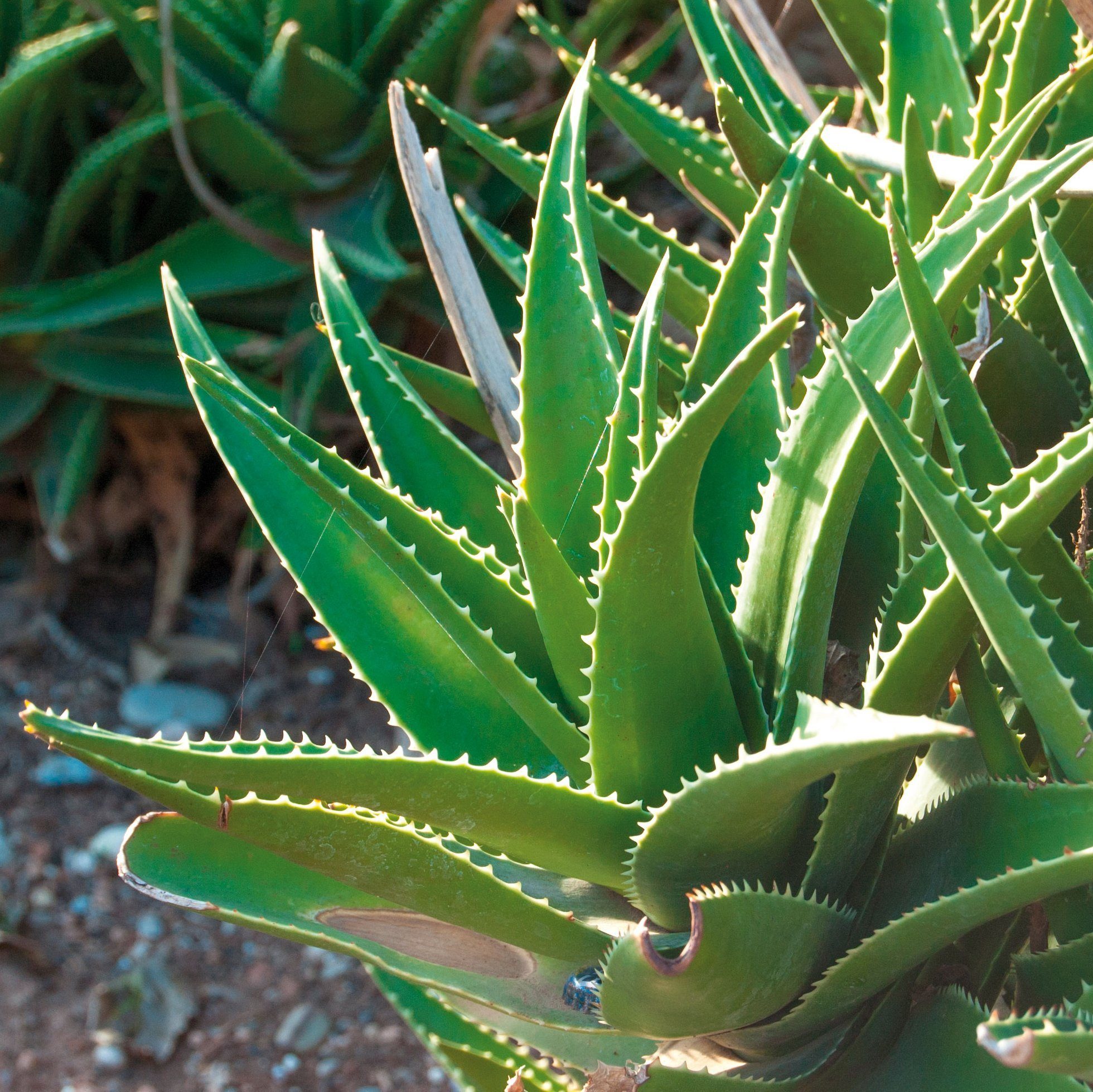 Haro | Aloe Vera Vital Creme - 100% vegan