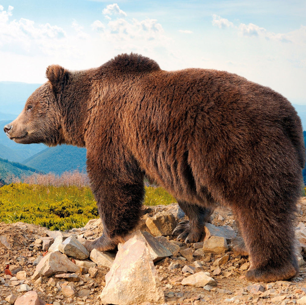 Haro | Bären Balsam - bei Muskelschmerzen & Verspannungen - 100ml