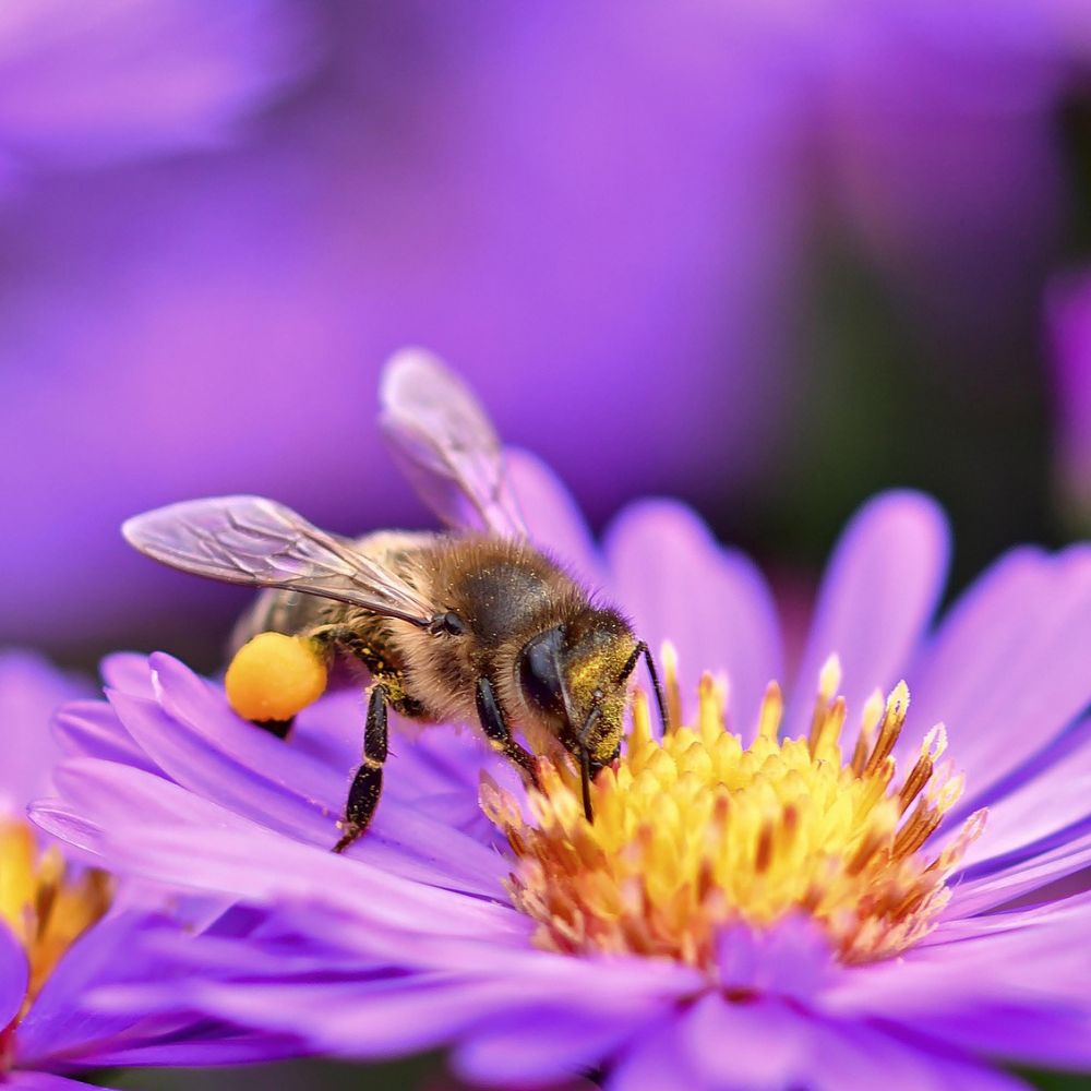 Little Bee Fresh | Blütenpollen mit Aminosäuren, Vitamine und Mineralstoffe –  130g