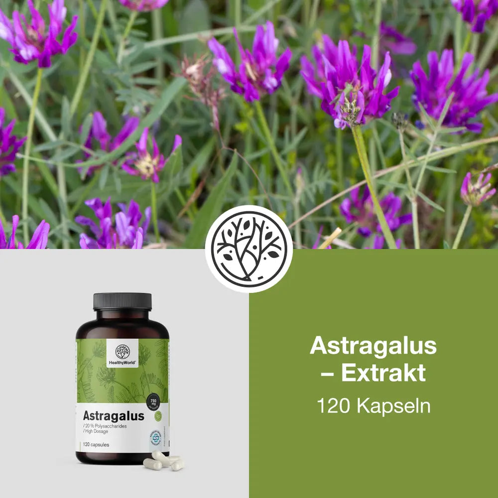 HealthyWorld | Astragalus – Extrakt – 90 Kapseln