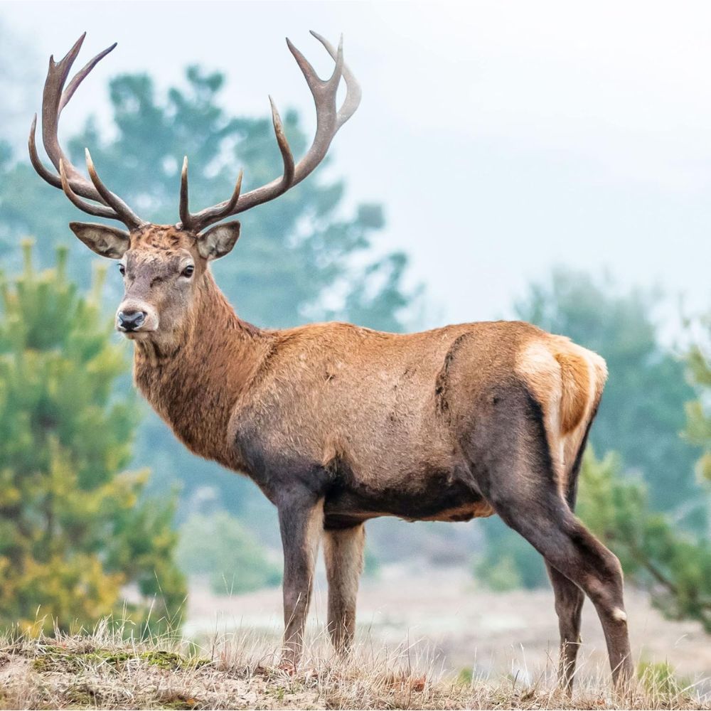 Haro | Hirschtalg forte - Für rissige, trockene Haut - 100ml
