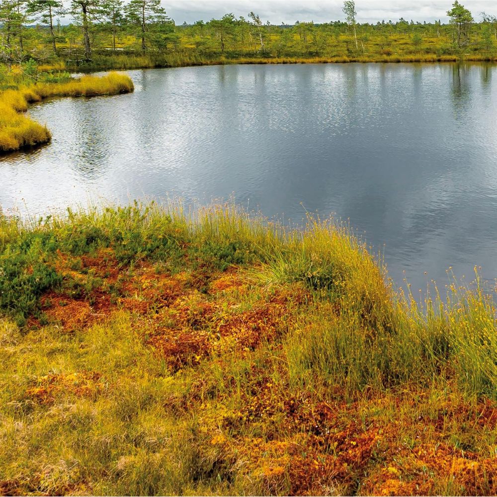 Haro | Moorcreme - pflegt die Haut auf natürliche Weise - 100ml