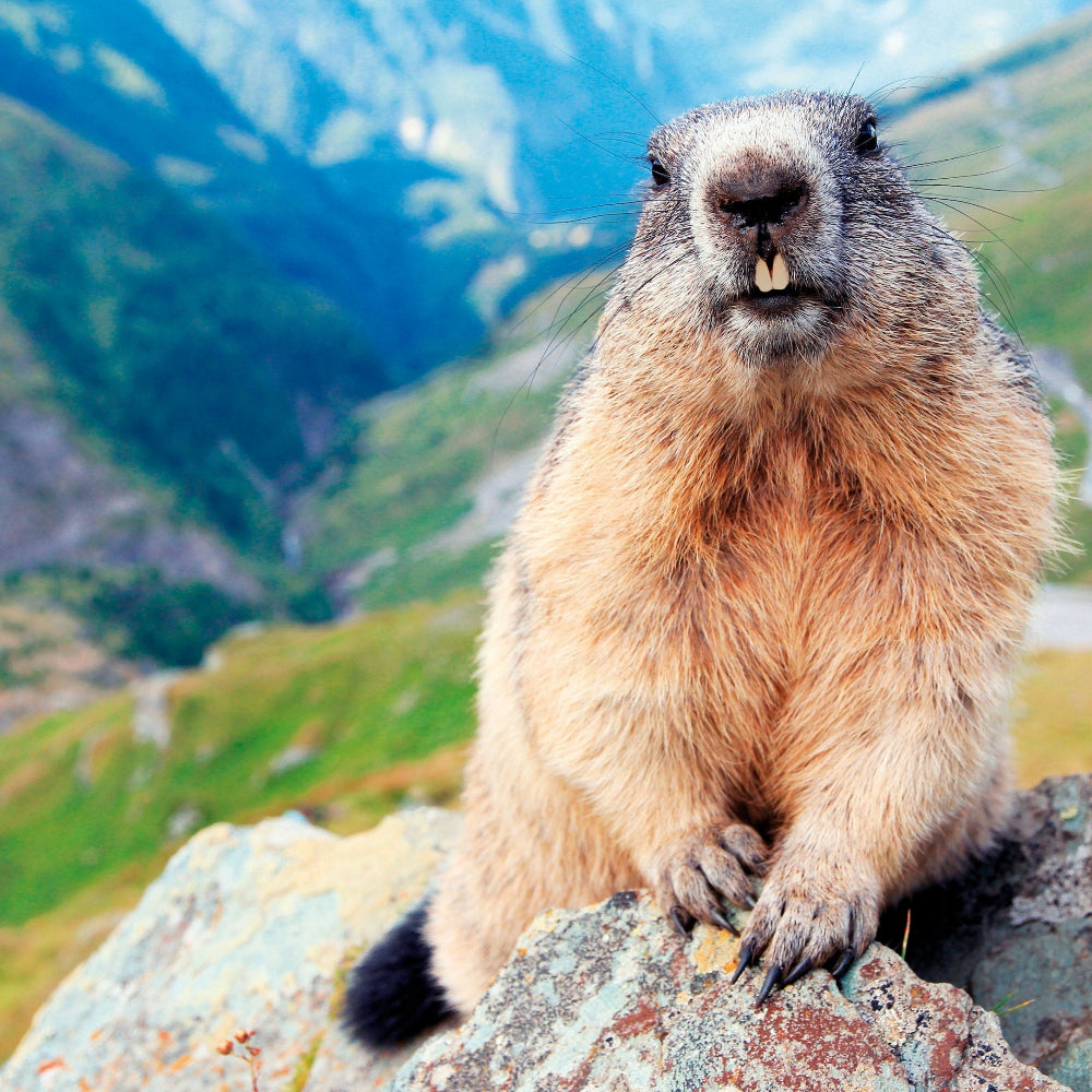 Haro | Murmeltier Creme - wohltuend bei rheumatischen Beschwerden - 100ml