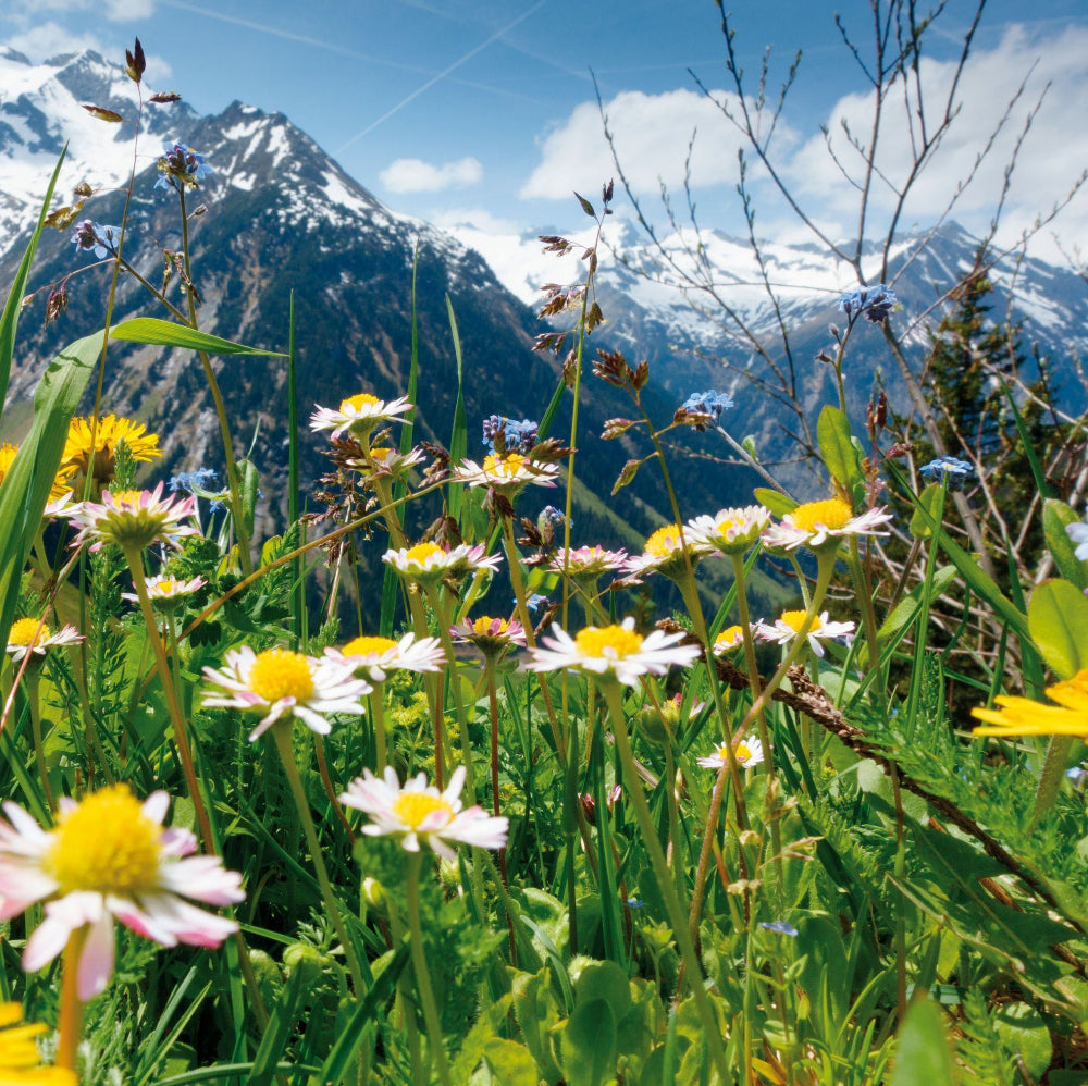 Haro | Murmeltier Creme - wohltuend bei rheumatischen Beschwerden - 100ml