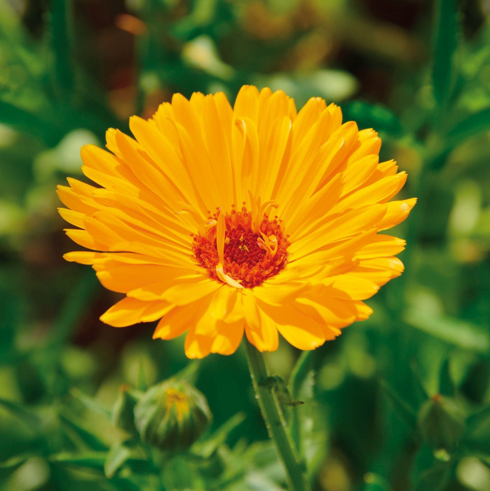 Haro | Ringelblumen Creme - Intensive Pflege für deine Haut - 100ml