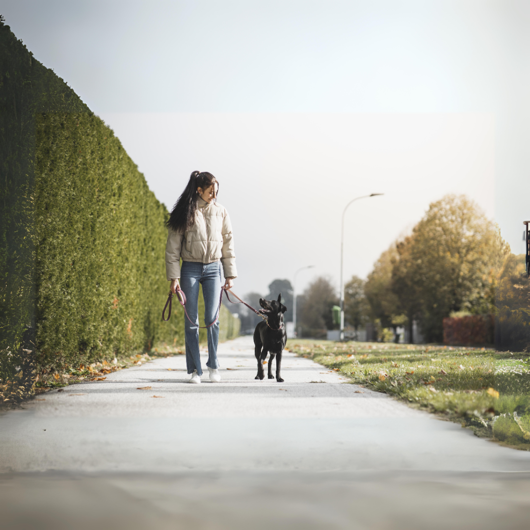 Tapsy Hundeleine I Schwarz mit Traffic Handle I aus Biothane