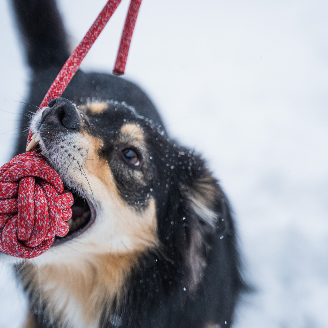 Wurfball I gs´hund I aus alten Kletterseilen